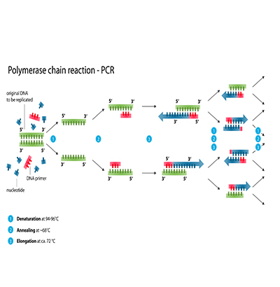 مقایسه روش تعیین حساسیت دیسک دیفیوژن و واکنش زنجیره ای پلیمراز 